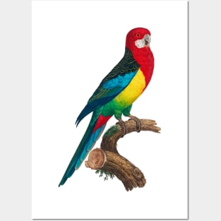 Vintage Eastern Rosella Illustration Posters and Art